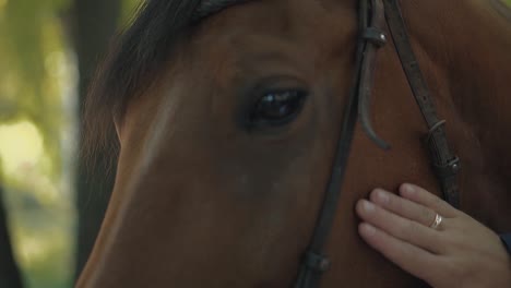 newlyweds stroked the horse close up 1