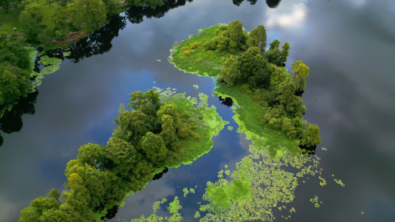 High altitude overhead drone orbit around green trees standing in shallow clear water with yellow water lily growing in patches, Tampa, Florida