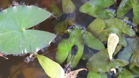 tadpoles swimming among lily pads