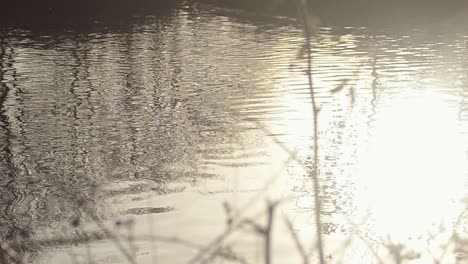 夕暮れの水辺の波紋