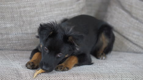 un cachorro negro jugando con el juguete de hueso sentado en el sofá