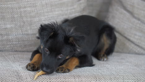 a black puppy playing with the bone toy sitting on the sofa