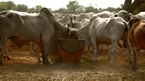 Livestock-cows-eating-hay-in-ranch-of-a-farm