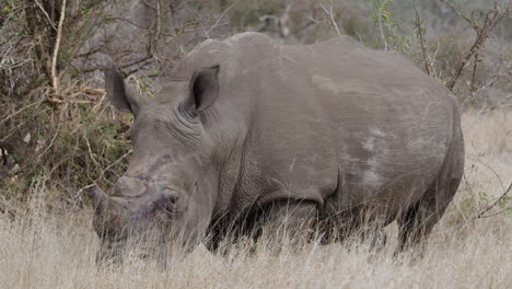 Spitzmaulnashorn-Weidet-Auf-Trockenem-Gras-In-Afrika