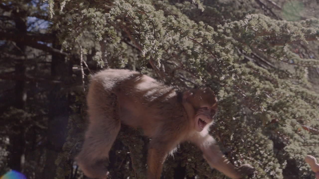cierre los columpios de mono de las ramas de los árboles de pino para agarrar el maní de la mano del hombre