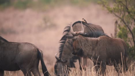 horned common wildebeests grazing in windy african savannah