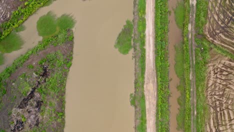 Aerial:-River-with-moss-flowing-besides-dirt-road-and-rice-fields-with-tractor-tracks