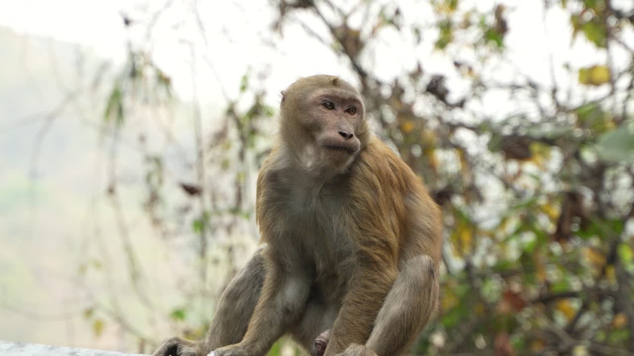 un mono está comiendo al lado de la carretera