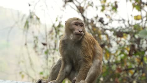 a monkey is eating by the roadside