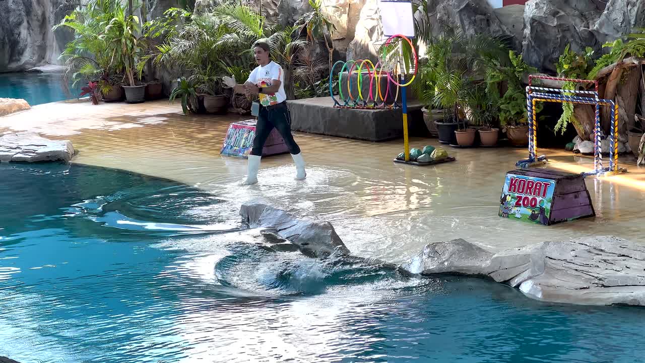 Singa laut melakukan trik dengan pelatih.