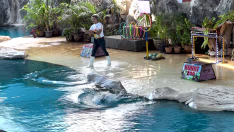 sea lion performing tricks with trainer