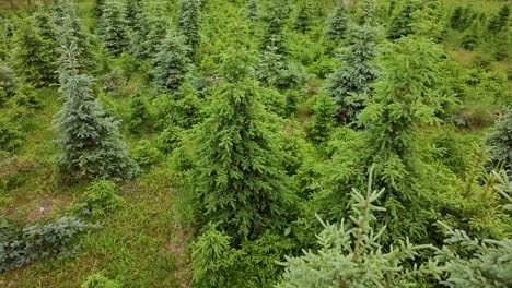 low altitude drone flight, mixed young spruce forest with blue and green trees