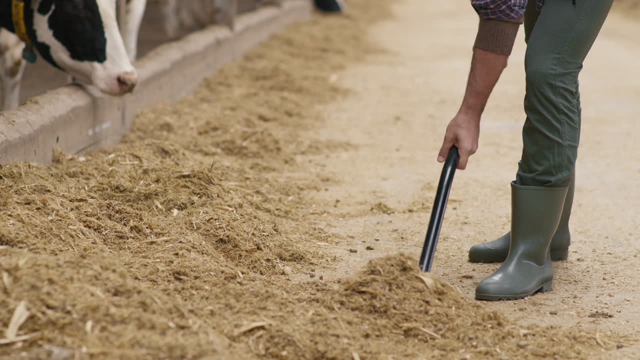 Man Shoveling Hay and Caring for Cattle