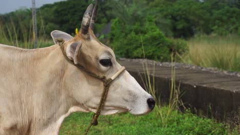 La-Vaca-Es-Un-Animal-Domesticado-En-El-Hinduismo-En-La-India.-La-Vaca-Es-Considerada-Una-Deidad.