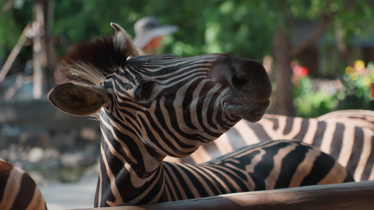Zebra che inclina la testa alla luce del sole vicino a una recinzione, profilo espressivo con collo allungato e orecchie tese mentre una guida cammina dietro uno sfondo bokeh caldo, criniera strutturata e il ritmo delle strisce audaci trasmettono un'atmosfera serena ma