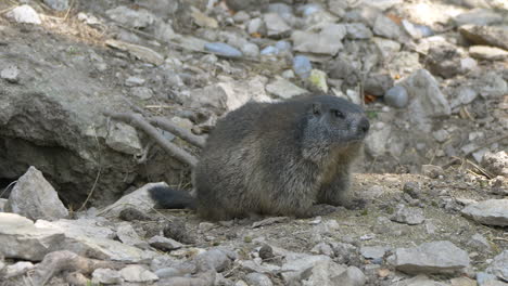 primer plano de la linda marmota sentada frente al agujero de la casa en la montaña rocosa durante el día soleado