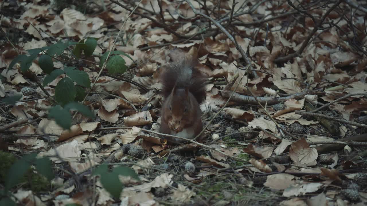 Scoiattolo rosso che si muove nel bosco raccogliendo e seppellendo noci