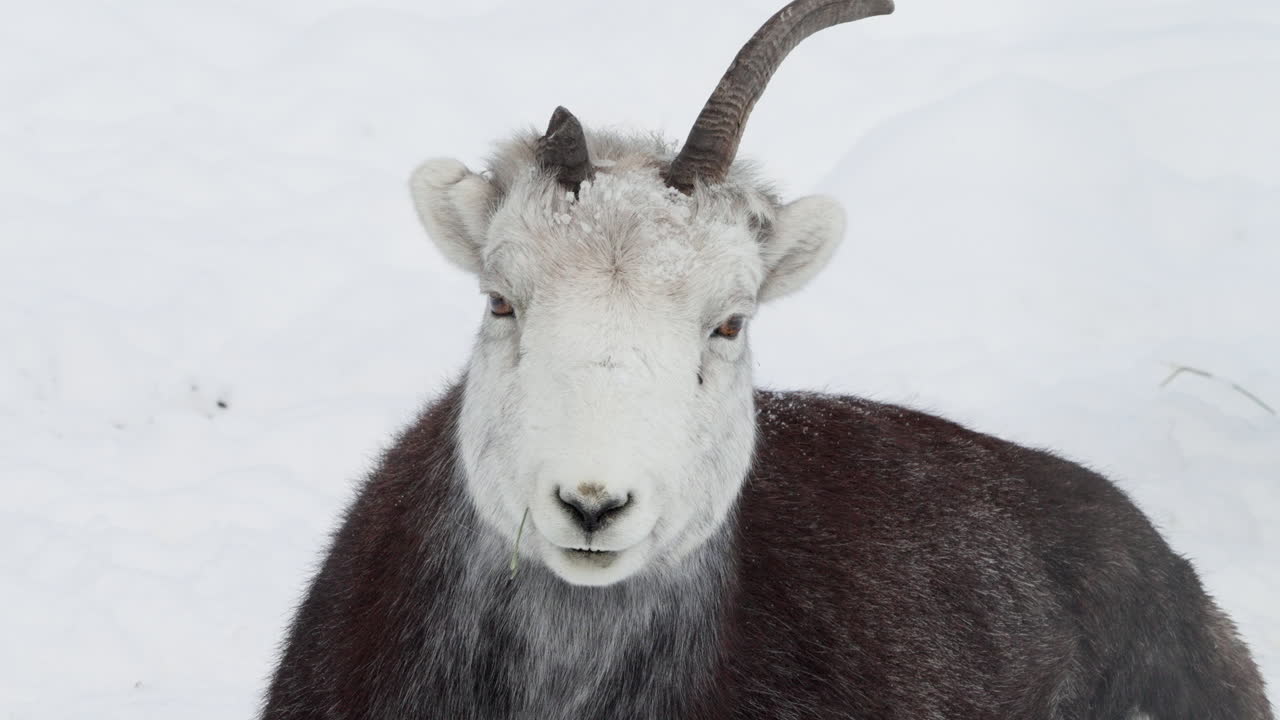 캐나다 유콘 주 화이트호스 의 눈 인 산 에서 휴식 하고 있는 가늘은 의 양 들 - 근접