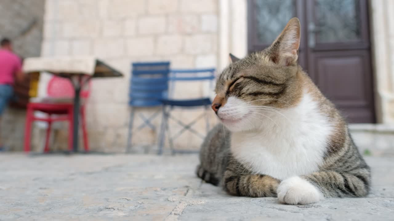 Simpatico gatto randagio che si rilassa su un marciapiede nella Città Vecchia di Cattaro, Montenegro.