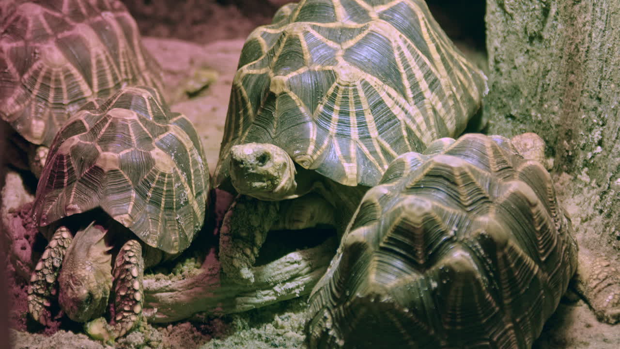 A group of Indian star tortoises slowly eating, medium shot