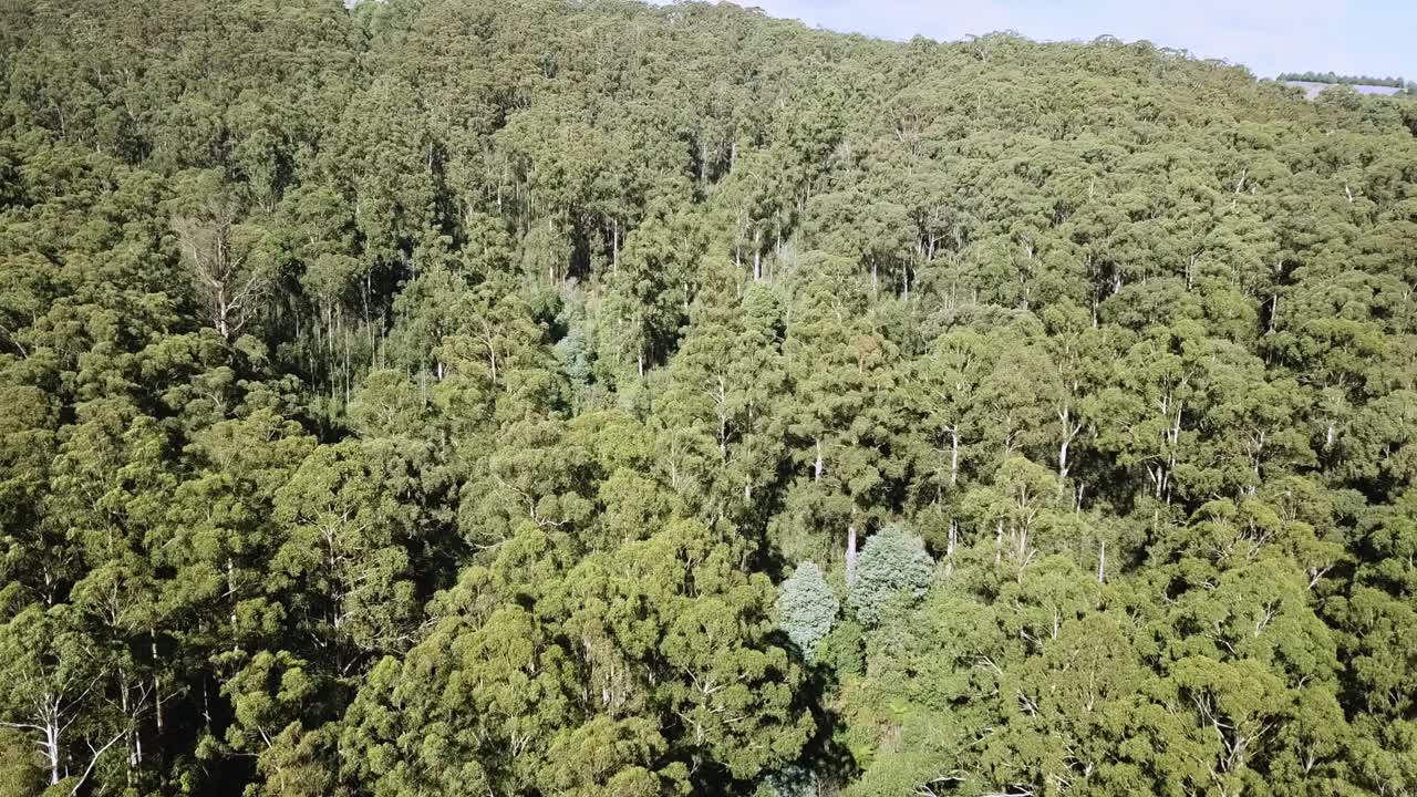 imágenes aéreas al revés sobre un bosque de eucaliptos cerca de noojee, victoria central, australia, abril de 2019