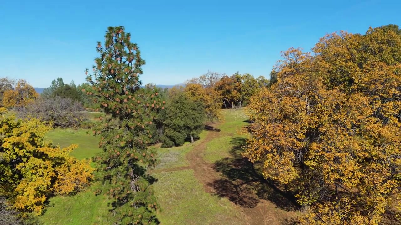 Collina erbosa e alberi autunnali a Mt Aukum, California, ripresa aerea con drone in allontanamento da una strada sterrata sopra la vegetazione sempreverde.
