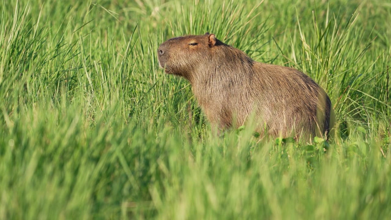 Capybara stands quietly in tall green grass, eyes half closed as it listens and smells the surroundings in natural daylight, useful for wildlife themes or South American ecosystems.