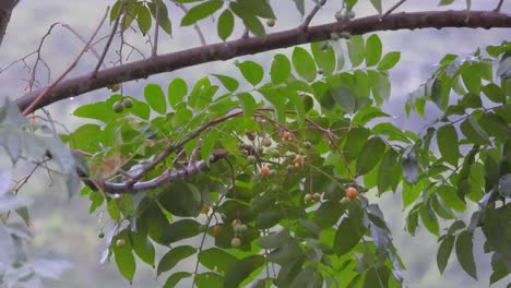 un pájaro festejando bayas en el corazón de la selva colombiana