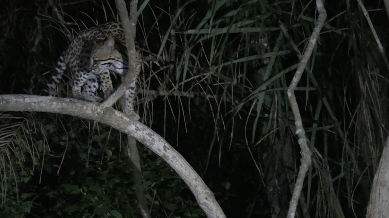 Ocelot at night climbing in a tree, in search of prey, Pantanal wetlands, Brazil