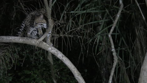 ocelot at night climbing in a tree, in search of prey, pantanal wetlands, brazil