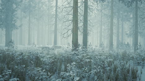 tall trees in snow caps and in fog