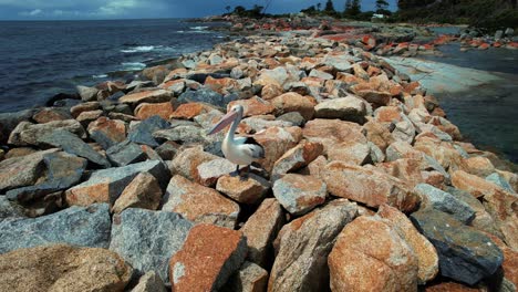 Bay-Of-Fires-Drone-Closeup-of-Pelican-in-Tasmania,-Australia