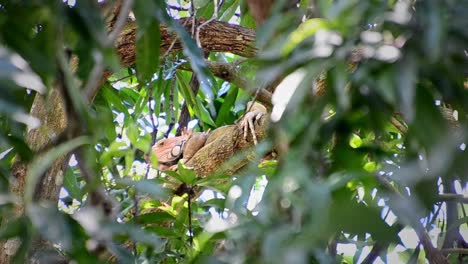 iguana macho grande visible detrás de un espeso follaje tropical en lo alto de un árbol en costa rica