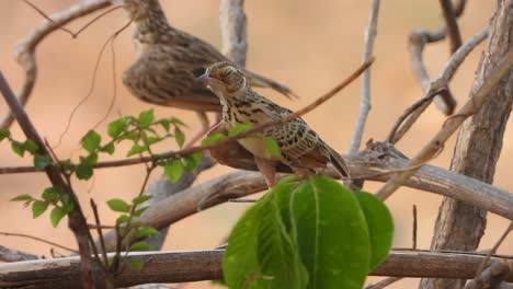 rock sparrow chicks i tree