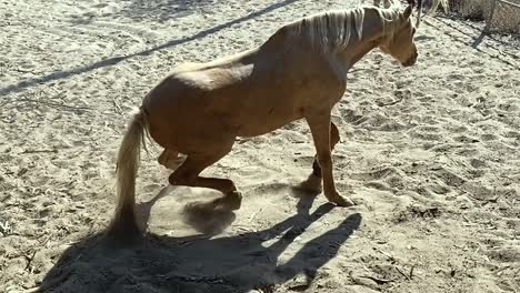 hermoso caballo marrón claro, levantándose de la arena y sacudiéndose, segundo caballo en la distancia