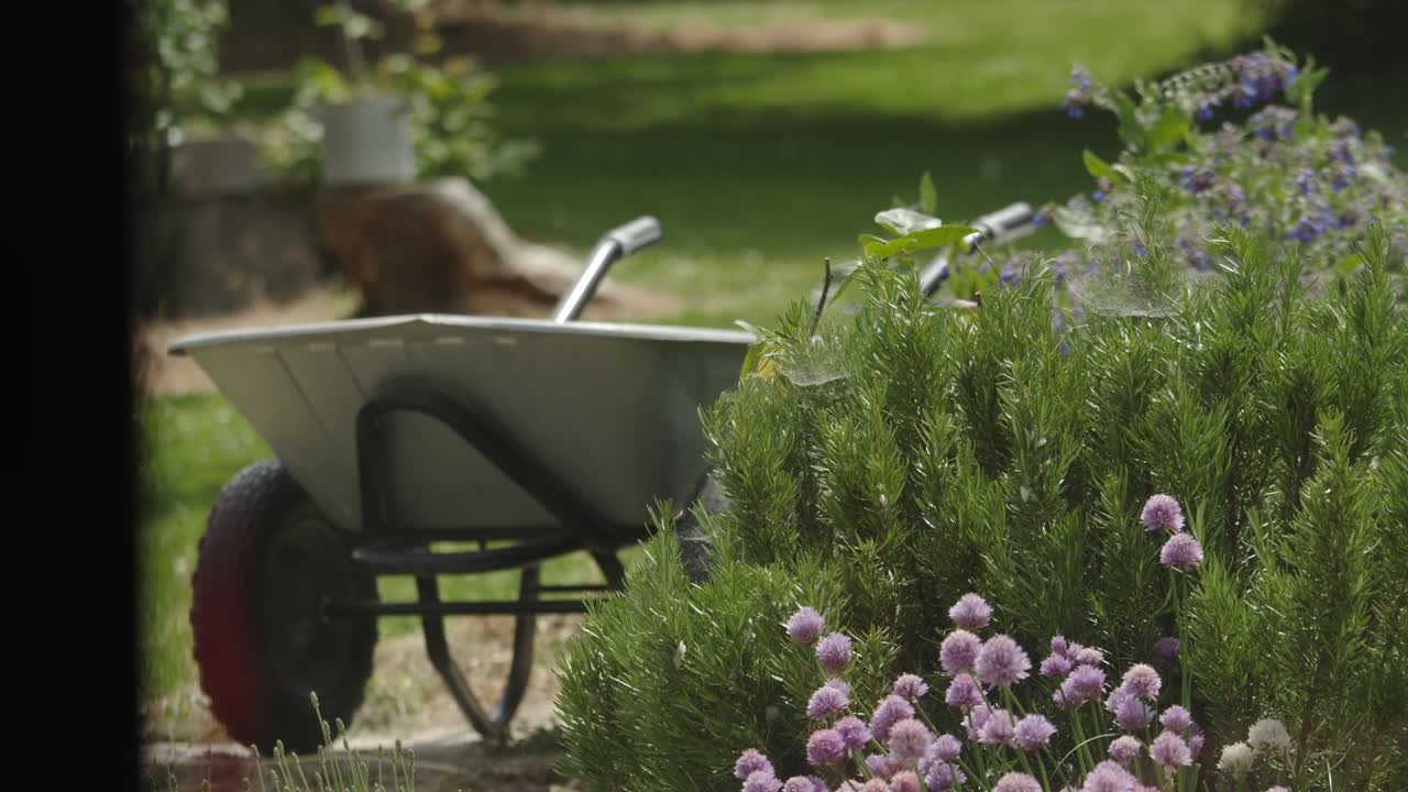 carretilla en el jardín con flores en primer plano