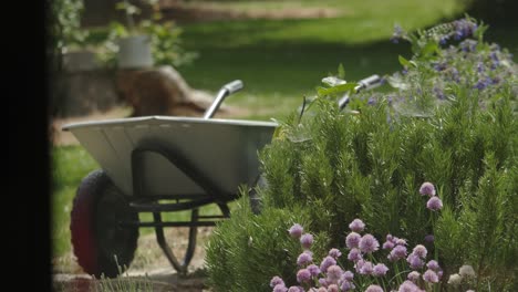 Wheelbarrow-in-garden-with-flowers-in-foreground