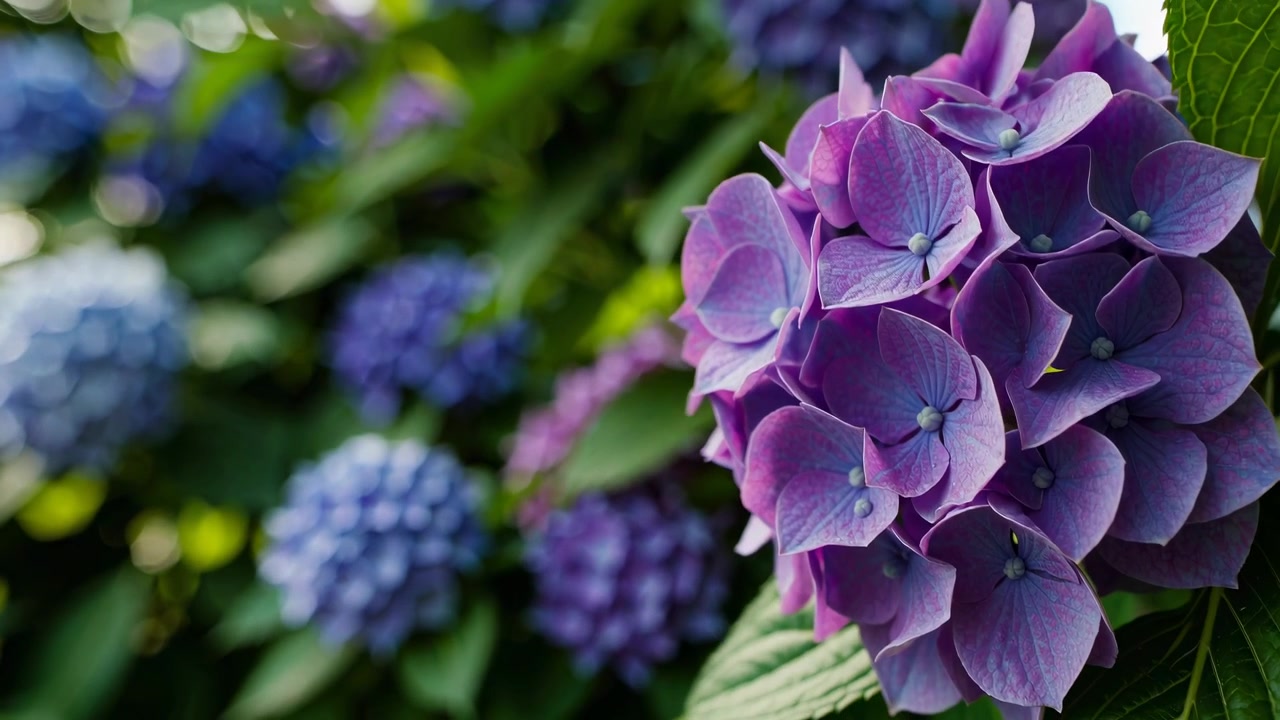 Close-up of Vibrant Purple and Blue Hydrangea Flowers in a Garden