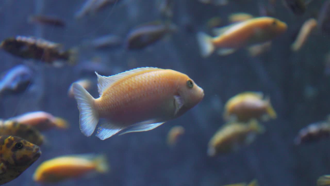 4k variadas especies de peces de agua dulce en el acuario del zoologico de guadalajara, jalisco, mexico