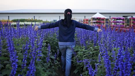 cámara lenta: vista trasera de una joven asiática caminando por un lecho de flores de salvia azul