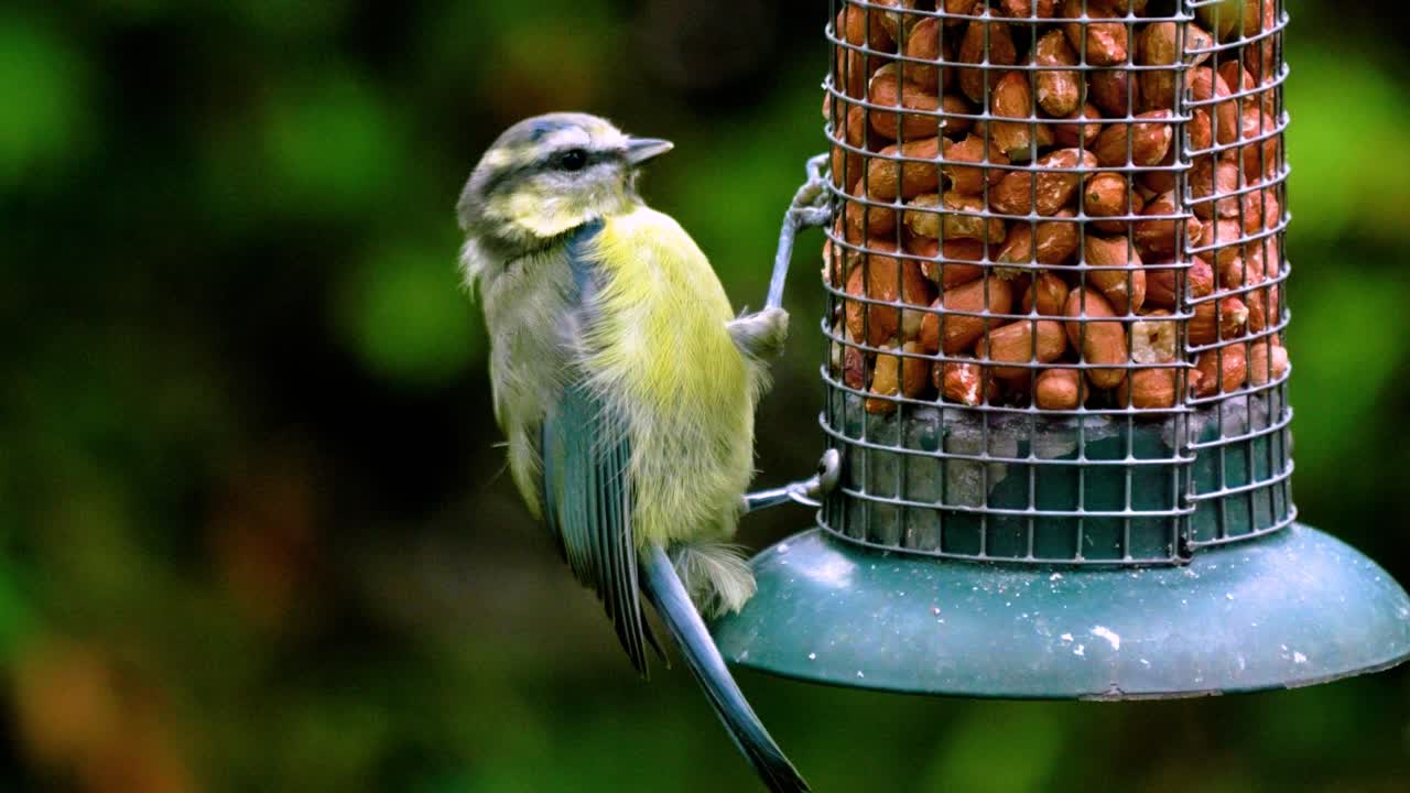 땅콩 을 먹는 어린 파란색 가 ⁇
