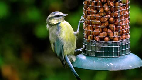 Junge-Blaumeise-Ernährt-Sich-Von-Erdnüssen