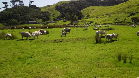 Wooly-sheep-and-lambs-on-beautiful-pasture,-lambing-season-in-New-Zealand