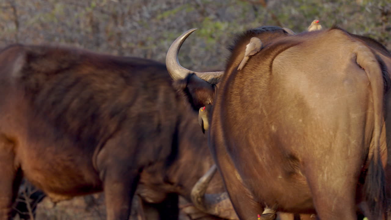 gran búfalo africano con pájaros lindos sobre su cara, en la increíble iluminación del atardecer