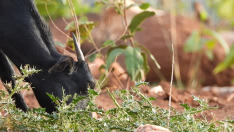 Goat-eating-grass---ground--