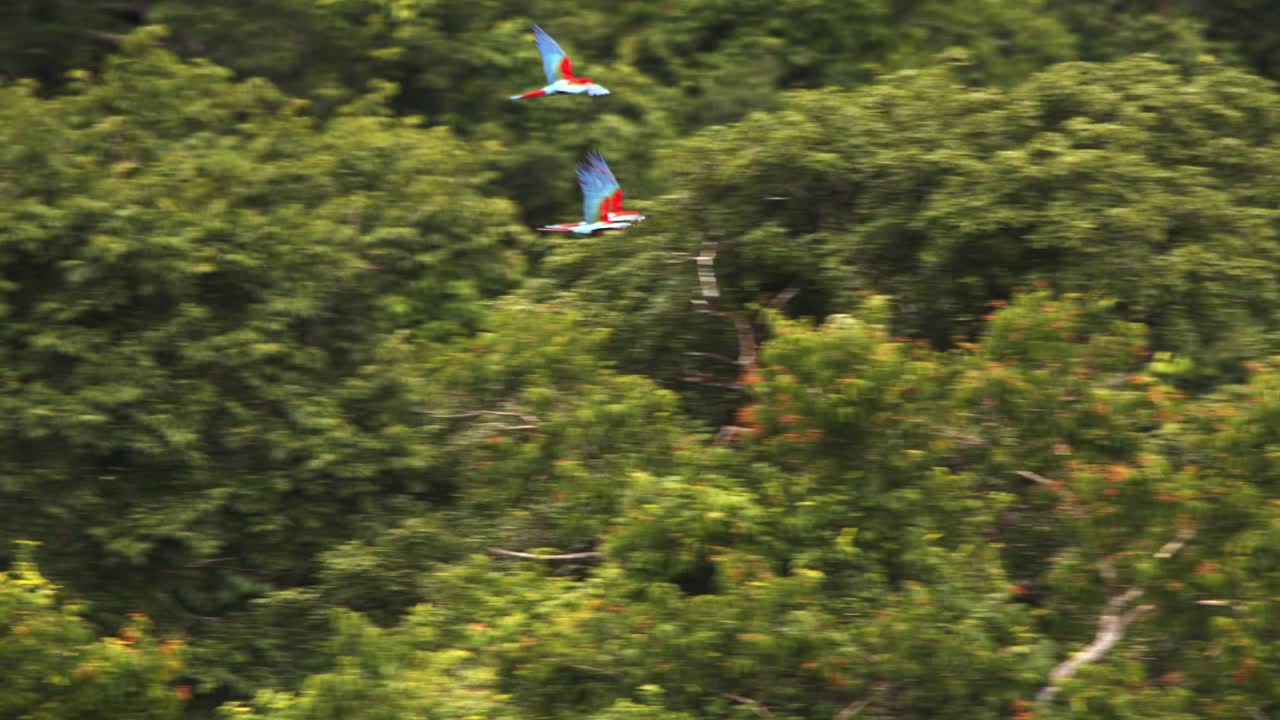 tres guacamayos escarlatas volando sobre el dosel del bosque de la selva amazónica peruana, jugando