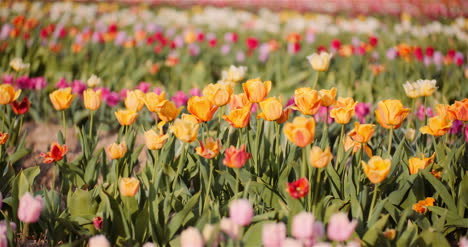 Blooming-Tulips-On-Agriculture-Field