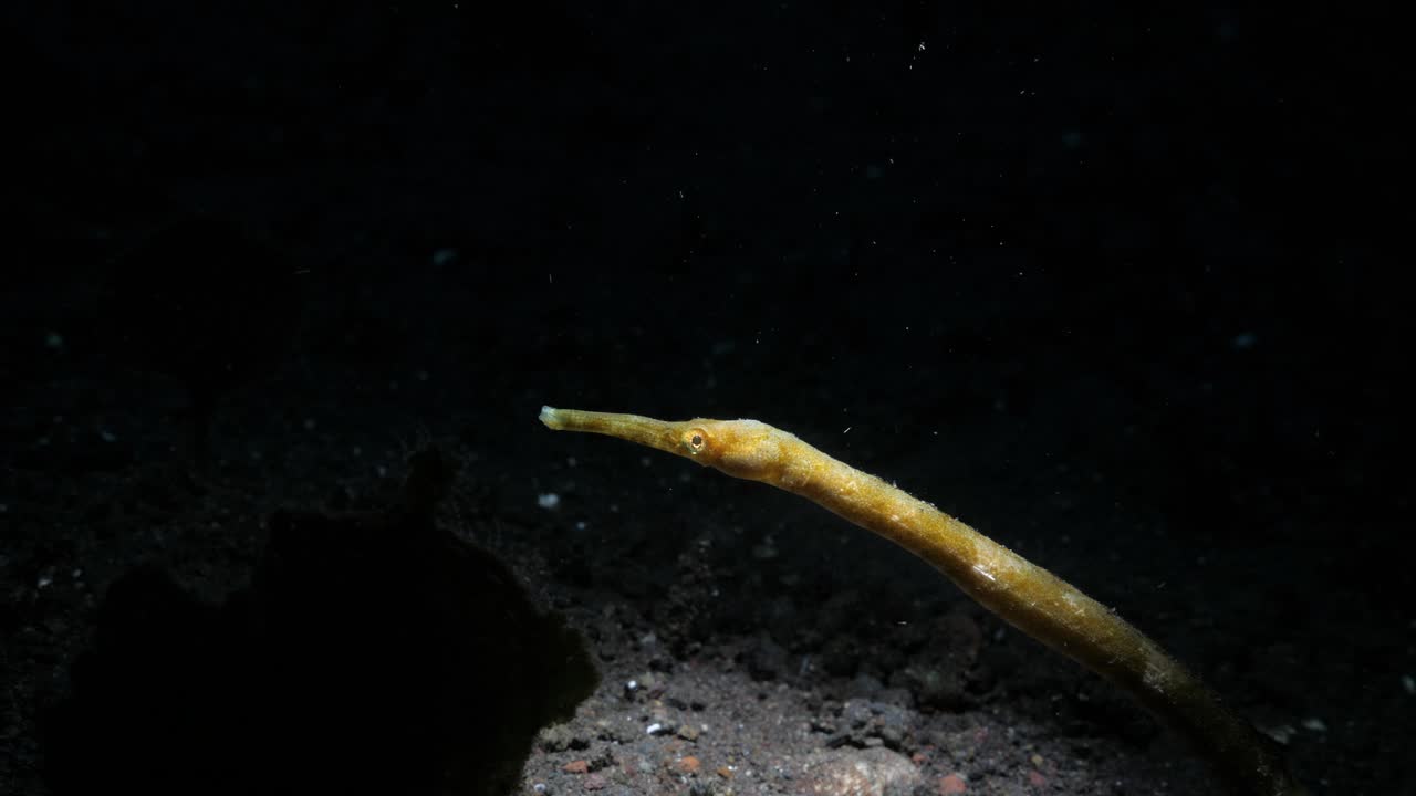 해양 과학 연구를 하고 있는 스쿠버 다이버의 수중 조명으로 밝혀진 노란색 파이프피쉬 바다 용