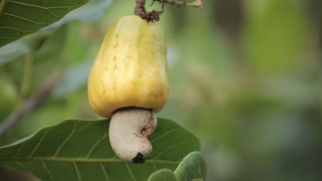 a juicy yellow color cashew nut fruit growing in the tree