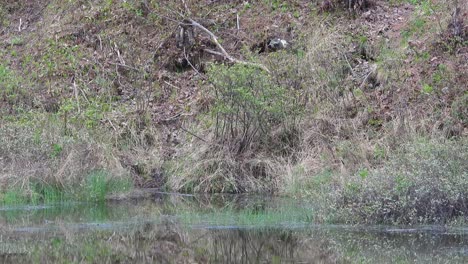 birds hidden beside shoreline of stagnant pond